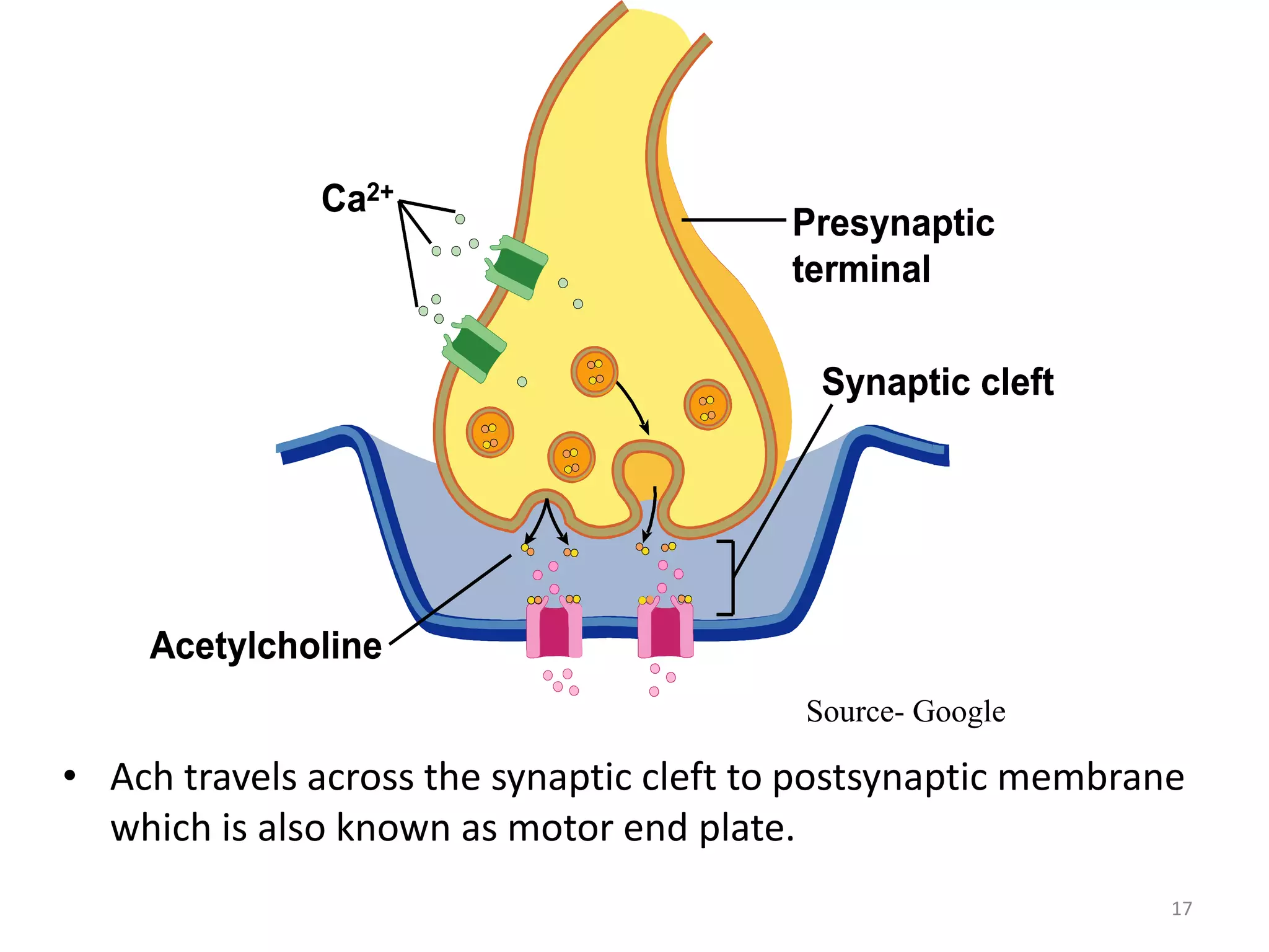 17
Acetylcholine diffuses from the presynaptic terminal across the
synaptic cleft.
Synaptic cleftSynaptic cleft
AcetylcholineAcetylcholine
Presynaptic
terminal
Presynaptic
terminal
Ca2+Ca2+
• Ach travels across the synaptic cleft to postsynaptic membrane
which is also known as motor end plate.
Source- Google
 