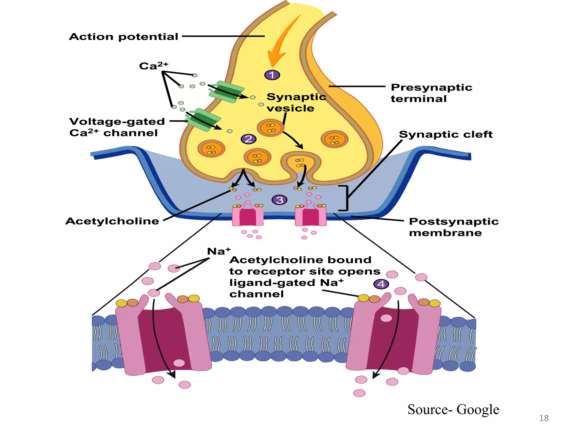 18
Acetylcholine bound
to receptor site opens
ligand-gated Na+
channel
Acetylcholine bound
to receptor site opens
ligand-gated Na+
channel
Ca2+Ca2+
Voltage-gated
Ca2+ channel
Voltage-gated
Ca2+ channel
Synaptic
vesicle
Synaptic
vesicle
Postsynaptic
membrane
Postsynaptic
membrane
AcetylcholineAcetylcholine
4
Synaptic cleftSynaptic cleft
Action potentialAction potential
Presynaptic
terminal
Presynaptic
terminal
Na+Na+
1
2
3
1
2
3
1
2
3
11
2
3
4
Source- Google
 