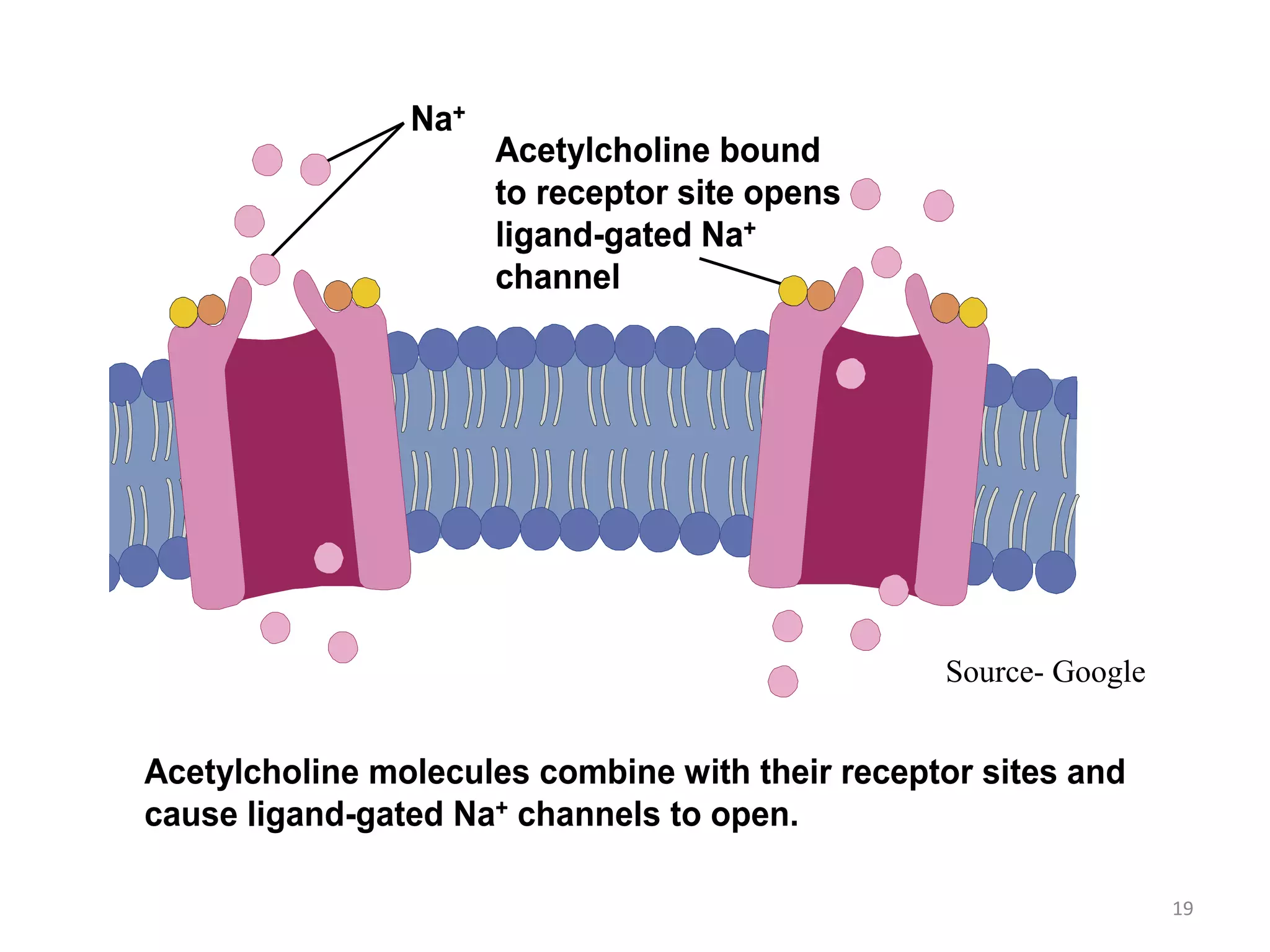 19
Acetylcholine molecules combine with their receptor sites and
cause ligand-gated Na+ channels to open.
Na+Na+
Acetylcholine bound
to receptor site opens
ligand-gated Na+
channel
Acetylcholine bound
to receptor site opens
ligand-gated Na+
channel
Source- Google
 