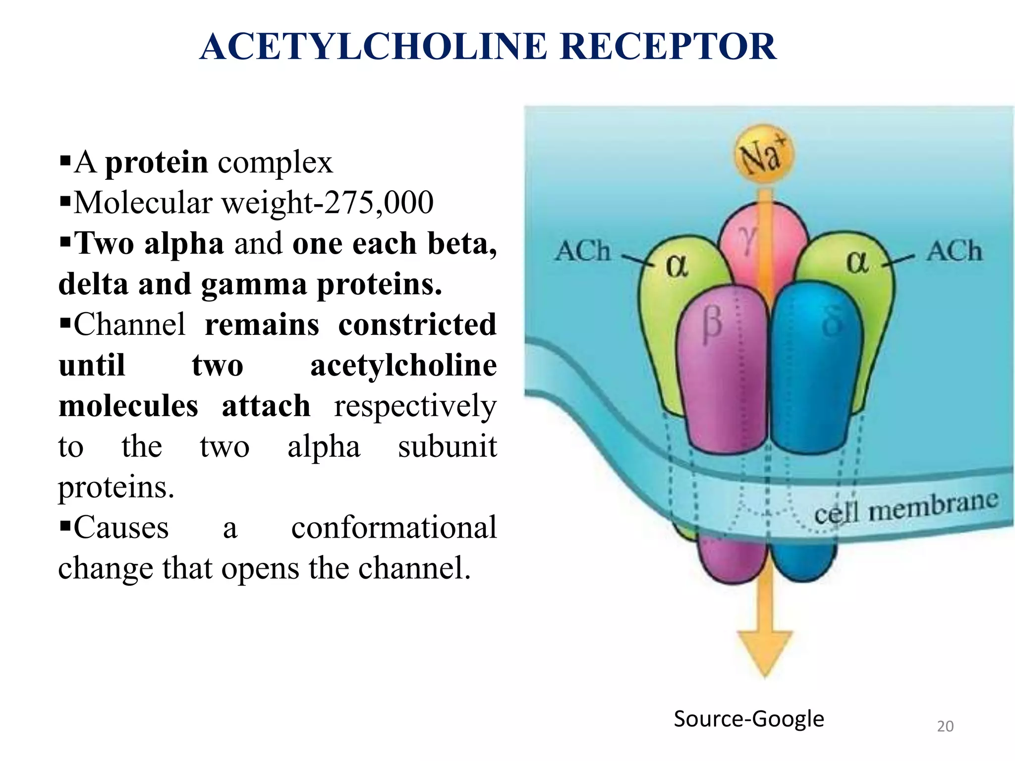 20
ACETYLCHOLINE RECEPTOR
A protein complex
Molecular weight-275,000
Two alpha and one each beta,
delta and gamma proteins.
Channel remains constricted
until two acetylcholine
molecules attach respectively
to the two alpha subunit
proteins.
Causes a conformational
change that opens the channel.
Source-Google
 