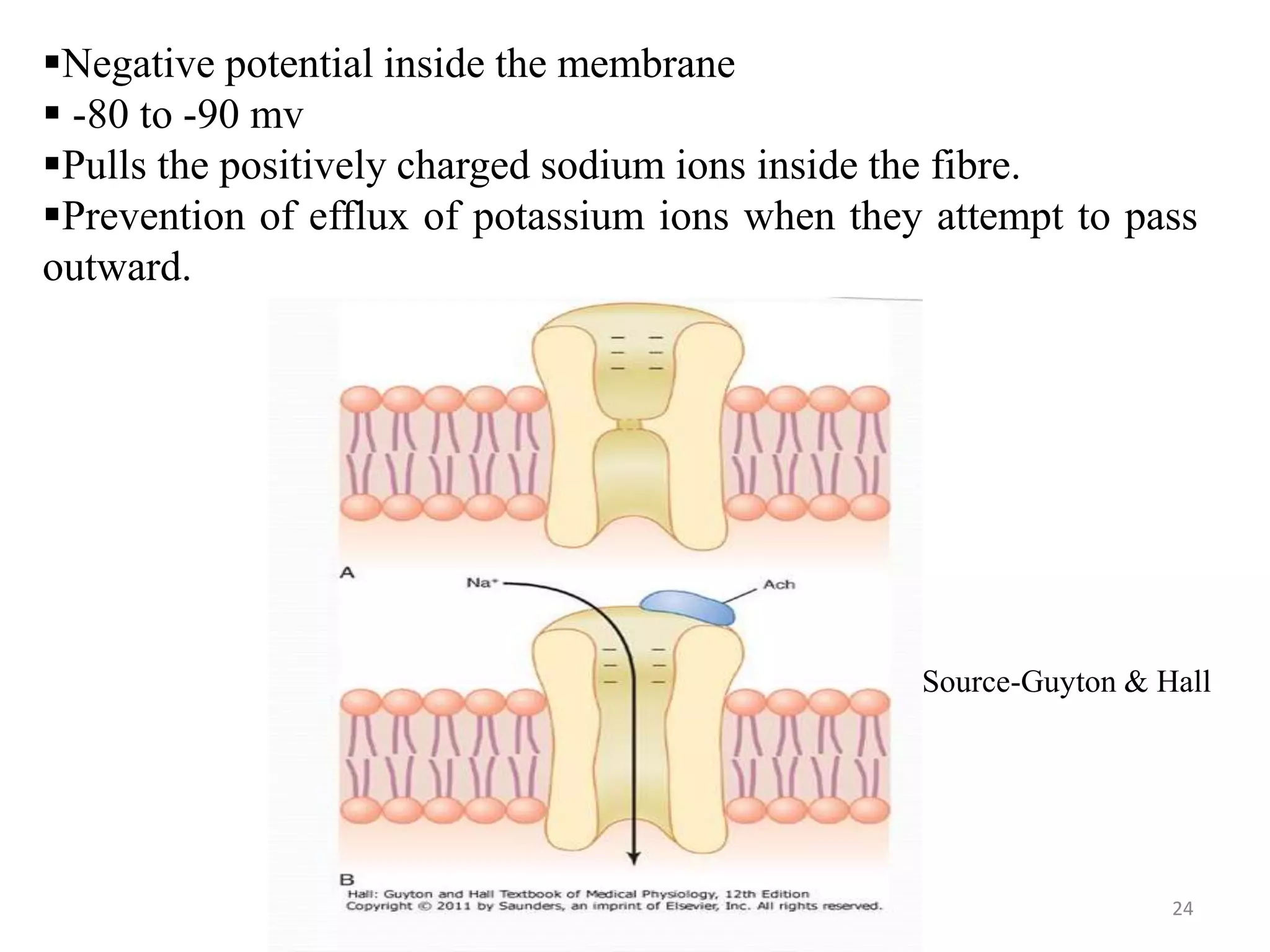 24
Negative potential inside the membrane
 -80 to -90 mv
Pulls the positively charged sodium ions inside the fibre.
Prevention of efflux of potassium ions when they attempt to pass
outward.
Source-Guyton & Hall
 