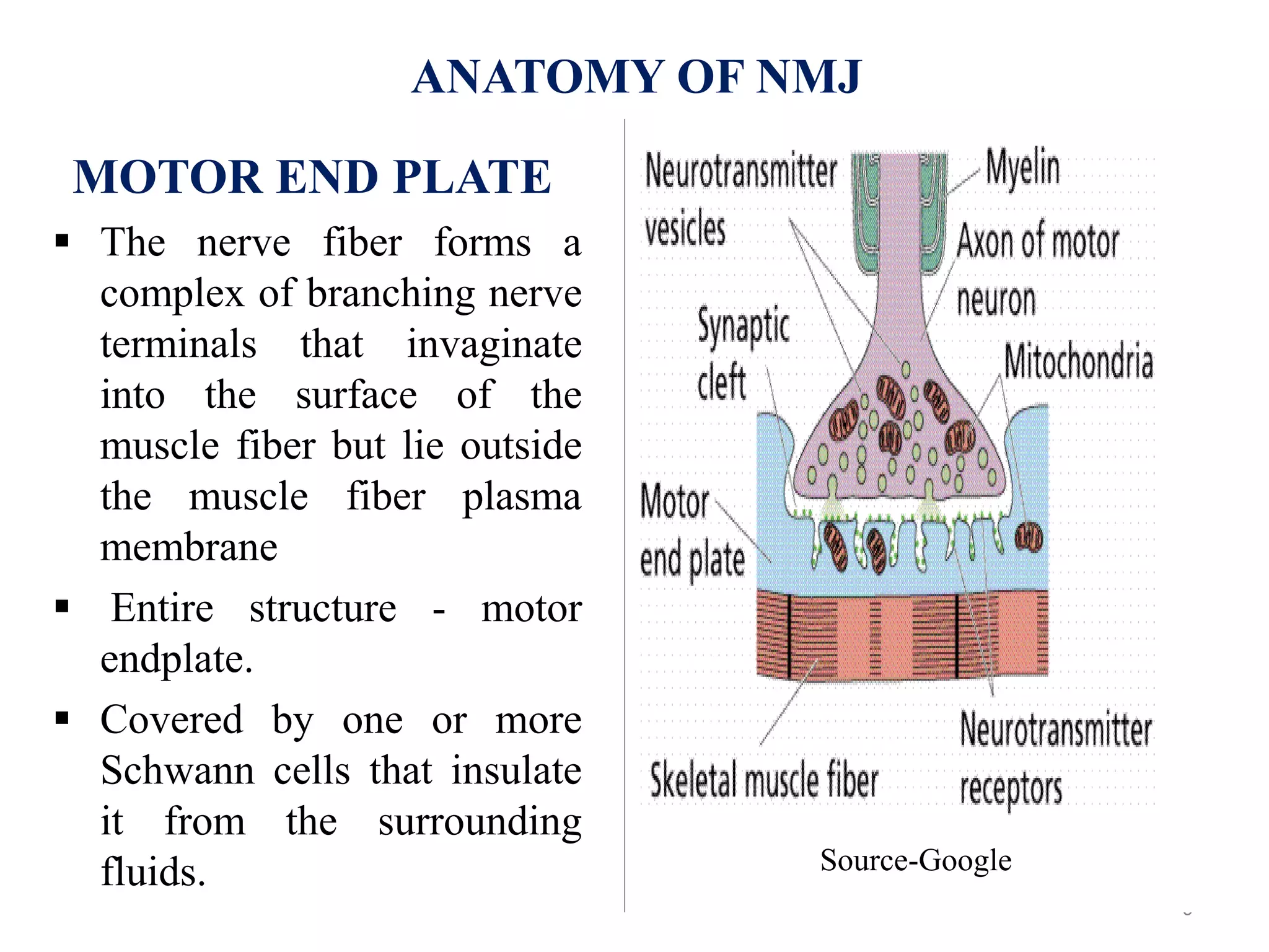 6
ANATOMY OF NMJ
MOTOR END PLATE
 The nerve fiber forms a
complex of branching nerve
terminals that invaginate
into the surface of the
muscle fiber but lie outside
the muscle fiber plasma
membrane
 Entire structure - motor
endplate.
 Covered by one or more
Schwann cells that insulate
it from the surrounding
fluids. Source-Google
 