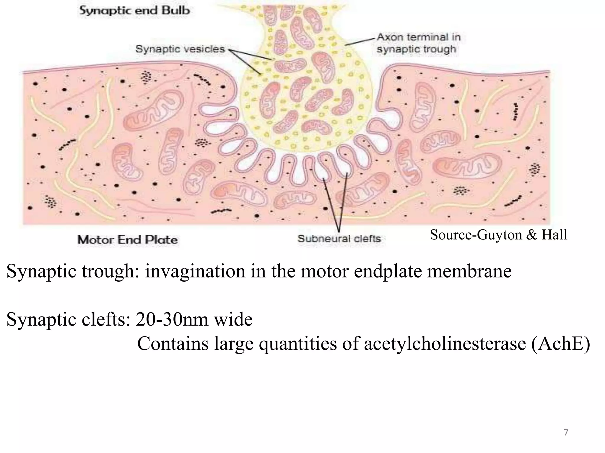 7
Synaptic trough: invagination in the motor endplate membrane
Synaptic clefts: 20-30nm wide
Contains large quantities of acetylcholinesterase (AchE)
Source-Guyton & Hall
 