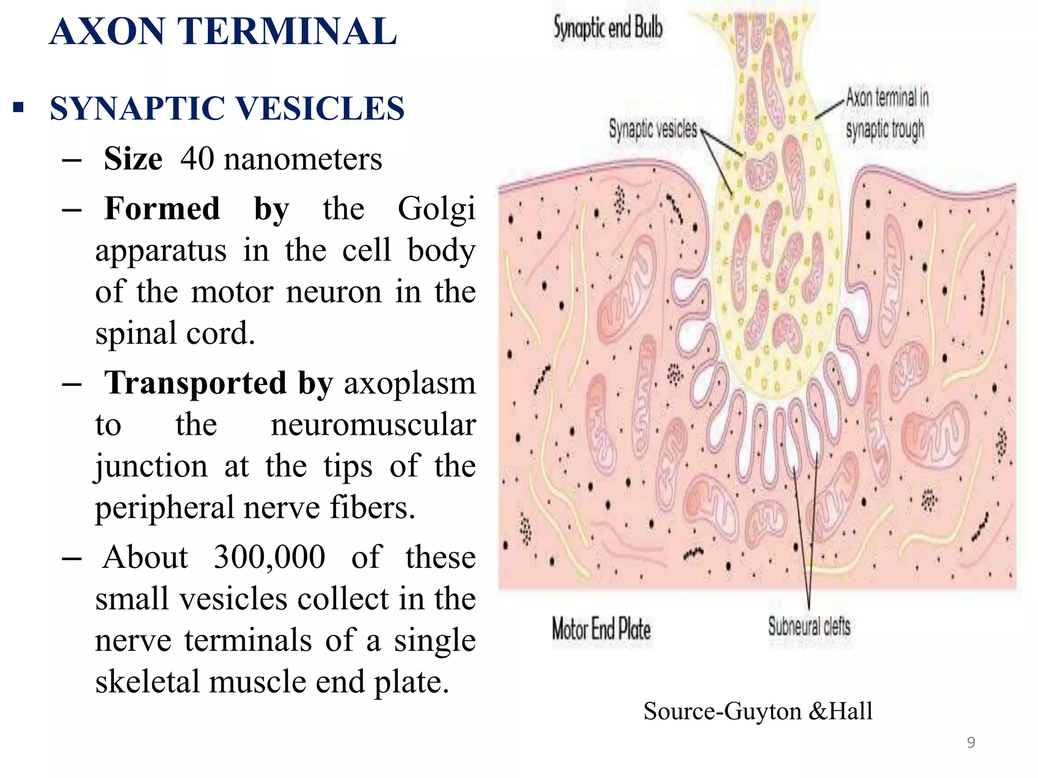 9
AXON TERMINAL
 SYNAPTIC VESICLES
– Size 40 nanometers
– Formed by the Golgi
apparatus in the cell body
of the motor neuron in the
spinal cord.
– Transported by axoplasm
to the neuromuscular
junction at the tips of the
peripheral nerve fibers.
– About 300,000 of these
small vesicles collect in the
nerve terminals of a single
skeletal muscle end plate.
Source-Guyton &Hall
 