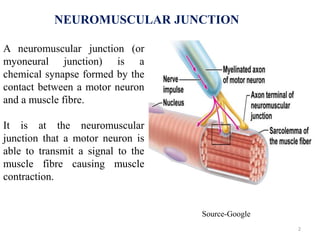 NEUROMUSCULAR JUNCTION
A neuromuscular junction (or
myoneural junction) is a
chemical synapse formed by the
contact betwee...