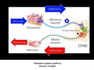 5
Stimulus-response pathway
(Source- Google)
 