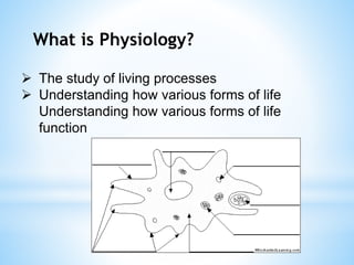 What is Physiology?
 The study of living processes
 Understanding how various forms of life
Understanding how various forms of life
function
 