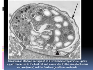 Transmission electron micrograph of a fertilized macrogamete 4.1 µm x
2.5 µm connected to the host cell and surrounded by the parasitophorous
vacuole (arrow) and the feeder organelle (arrow head).
 