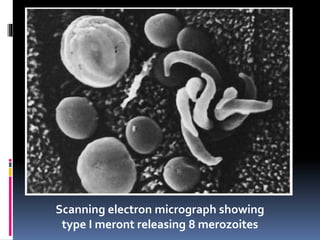 Scanning electron micrograph showing
type I meront releasing 8 merozoites
 