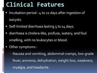 Clinical Features
 Incubation period : 4 to 22 days after ingestion of
oocysts.
 Self-limited diarrhoea lasting 5 to 14 days.
 diarrhoea is cholera-like, profuse, watery, and foul
smelling, with no leukocytes or blood.
 Other symptoms :
 Nausea and vomiting, abdominal cramps, low-grade
fever, anorexia, dehydration, weight loss, weakness,
myalgia, and headache.
 