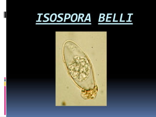 ISOSPORA BELLI
 