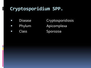 Cryptosporidium SPP.
 Disease Cryptosporidiosis
 Phylum Apicomplexa
 Class Sporozoa
 