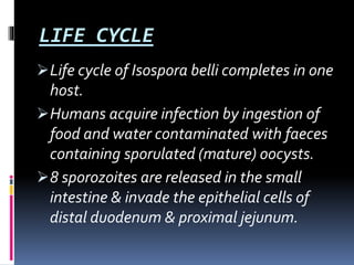 LIFE CYCLE
Life cycle of Isospora belli completes in one
host.
Humans acquire infection by ingestion of
food and water contaminated with faeces
containing sporulated (mature) oocysts.
8 sporozoites are released in the small
intestine & invade the epithelial cells of
distal duodenum & proximal jejunum.
 