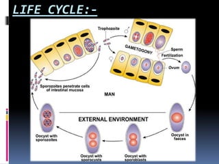 LIFE CYCLE:-
 
