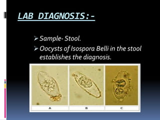 LAB DIAGNOSIS:-
Sample- Stool.
Oocysts of Isospora Belli in the stool
establishes the diagnosis.
 