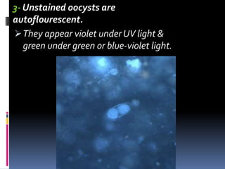 3- Unstained oocysts are
autoflourescent.
They appear violet under UV light &
green under green or blue-violet light.
 