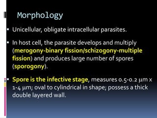 Morphology
 Unicellular, obligate intracellular parasites.
 In host cell, the parasite develops and multiply
(merogony-binary fission/schizogony-multiple
fission) and produces large number of spores
(sporogony).
 Spore is the infective stage, measures 0.5-0.2 m x
1-4 m; oval to cylindrical in shape; possess a thick
double layered wall.
 