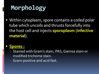 Morphology
 Within cytoplasm, spore contains a coiled polar
tube which uncoils and thrusts forcefully into
the host cell and injects sporoplasm (infective
material).
 Spores :
 Stained with Gram’s stain, PAS, Giemsa stain or
modified trichome stain.
 Gram-positive and acid fast.
 