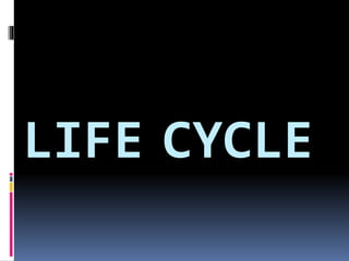 LIFE CYCLE
 