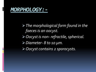MORPHOLOGY:-
The morphological form found in the
faeces is an oocyst.
Oocyst is non- refractile, spherical.
Diameter- 8 to 10 μm.
Oocyst contains 2 sporocysts.
 