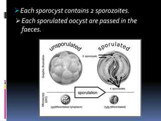Each sporocyst contains 2 sporozoites.
Each sporulated oocyst are passed in the
faeces.
 