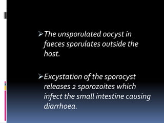 The unsporulated oocyst in
faeces sporulates outside the
host.
Excystation of the sporocyst
releases 2 sporozoites which
infect the small intestine causing
diarrhoea.
 
