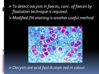 To detect oocysts in faeces, conc. of faeces by
floatation technique is required.
Modified ZN staining is another useful method.
Oocysts are acid fast & stain red in colour.
 