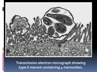Transmission electron micrograph showing
type II meront containing 4 merozoites.
 