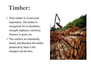  Their timber is of universal
importance. The timber is
recognized for its durability,
strength, lightness, elasticity,
fineness in grain, etc.
 The conifers are abundantly
found, and therefore the timber
produced by them is the
cheapest and the best.
 
