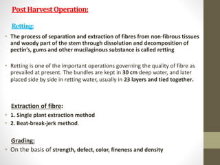 cultivtion of jute | PPTX