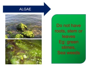 ALGAE
Do not have
roots, stem or
leaves
Eg: green
slimes,
Sea weeds
 