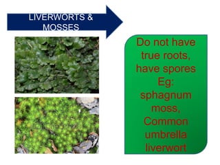 LIVERWORTS &
MOSSES
Do not have
true roots,
have spores
Eg:
sphagnum
moss,
Common
umbrella
liverwort
 