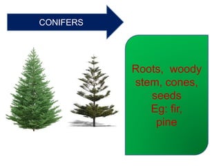 CONIFERS
Roots, woody
stem, cones,
seeds
Eg: fir,
pine
 