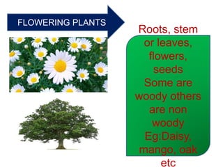 FLOWERING PLANTS
Roots, stem
or leaves,
flowers,
seeds
Some are
woody others
are non
woody
Eg:Daisy,
mango, oak
etc
 