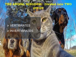  VERTIBRATES
 INVERTIBRATES
THE ANIMAL KINGDOM; Divided into TWO
groups
 