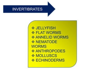 INVERTIBRATES
 JELLYFISH
 FLAT WORMS
 ANNELID WORMS
 NEMATODE
WORMS
 ANTHROPODES
 MOLLUSCS
 ECHINODERMS
 