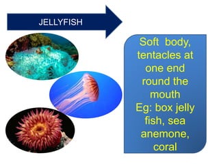JELLYFISH
Soft body,
tentacles at
one end
round the
mouth
Eg: box jelly
fish, sea
anemone,
coral
 