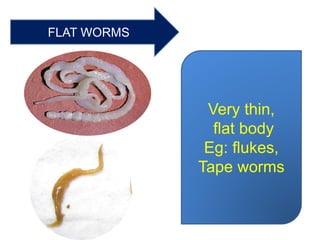 FLAT WORMS
Very thin,
flat body
Eg: flukes,
Tape worms
 