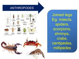 ANTHROPODES
Joined legs
Eg: insects,
spiders,
scorpions,
shrimps,
crabs,
centipedes,
millipedes
 