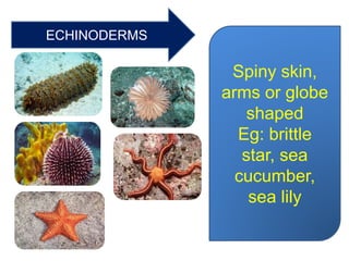 ECHINODERMS
Spiny skin,
arms or globe
shaped
Eg: brittle
star, sea
cucumber,
sea lily
 