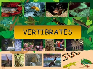 VERTIBRATES
 