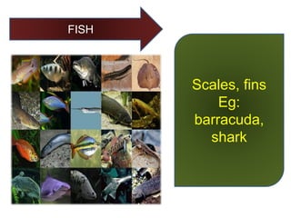 FISH
Scales, fins
Eg:
barracuda,
shark
 