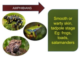 AMPHIBIANS
Smooth or
warty skin,
tadpole stage
Eg: frogs,
toads,
salamanders
 