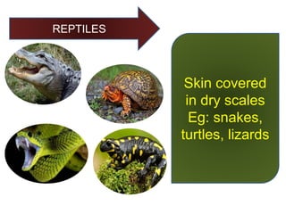 REPTILES
Skin covered
in dry scales
Eg: snakes,
turtles, lizards
 