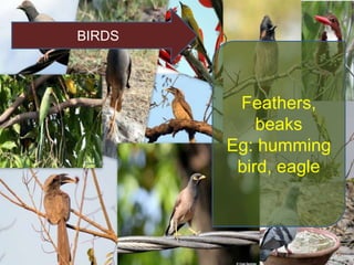 BIRDS
Feathers,
beaks
Eg: humming
bird, eagle
 