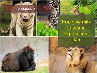 MAMMALS
Fur, give milk
to young
Eg: mouse,
lion
 