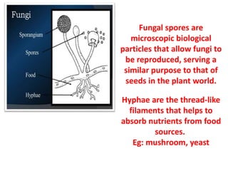 Fungal spores are
microscopic biological
particles that allow fungi to
be reproduced, serving a
similar purpose to that of
seeds in the plant world.
Hyphae are the thread-like
filaments that helps to
absorb nutrients from food
sources.
Eg: mushroom, yeast
 