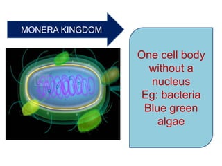MONERA KINGDOM
One cell body
without a
nucleus
Eg: bacteria
Blue green
algae
 