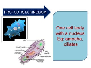 PROTOCTISTA KINGDOM
One cell body
with a nucleus
Eg: amoeba,
ciliates
 