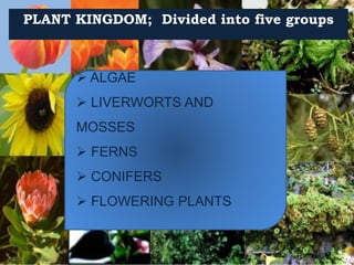  ALGAE
 LIVERWORTS AND
MOSSES
 FERNS
 CONIFERS
 FLOWERING PLANTS
PLANT KINGDOM; Divided into five groups
 
